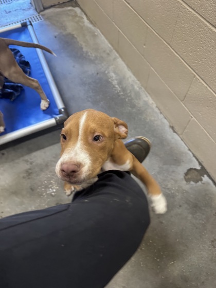 Shelter Stray Male Dog last seen Near Crosswatch Drive, Berkeley County, SC, 2455 Remount Rd, North Charleston, SC 29406, USA