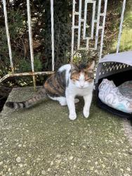 Found/Stray Unknown Cat last seen Main st, South Farmingdale, NY 11735