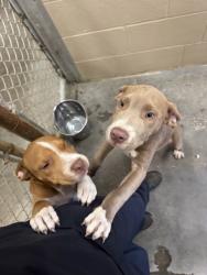 Shelter Stray Male Dog last seen Near Crosswatch Drive, Berkeley County, SC, 2455 Remount Rd, North Charleston, SC 29406, USA