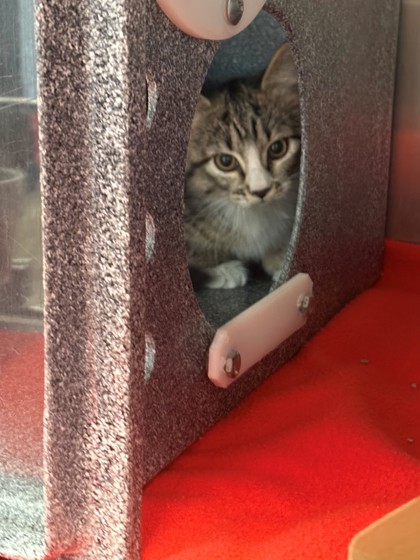 Shelter Stray Unknown Cat last seen Near Blk of N Main, District 1 - North Cleburne,, 2375 Service Dr, Cleburne, TX 76033, USA