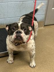 Shelter Stray Male Dog last seen Near s river blvd se, 30316, GA, 3280 Chamblee Dunwoody Rd, Chamblee, GA 30341, USA