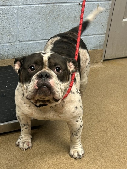 Shelter Stray Male Dog last seen Near s river blvd se, 30316, GA, 3280 Chamblee Dunwoody Rd, Chamblee, GA 30341, USA