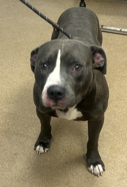 Shelter Stray Male Dog last seen Garden Mill Ln, 30294, GA, 3280 Chamblee Dunwoody Rd, Chamblee, GA 30341, USA