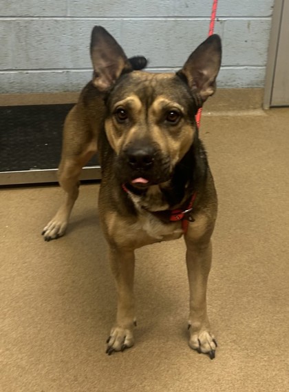 Shelter Stray Male Dog last seen Near EVANS MILL ROAD, 30038, GA, 3280 Chamblee Dunwoody Rd, Chamblee, GA 30341, USA