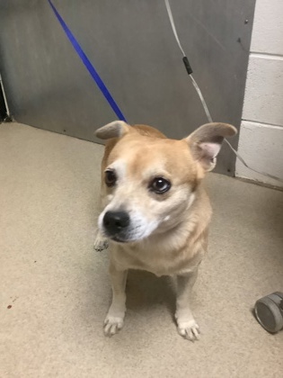Shelter Stray Male Dog last seen Near E Lancaster Ave, East District, TX, 355 Hillshire Dr, Haslet, TX 76052, USA