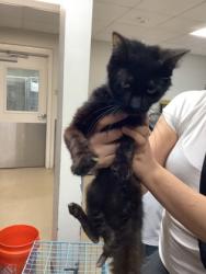 Shelter Stray Female Cat last seen Near Killian St., East District, TX, 355 Hillshire Dr, Haslet, TX 76052, USA