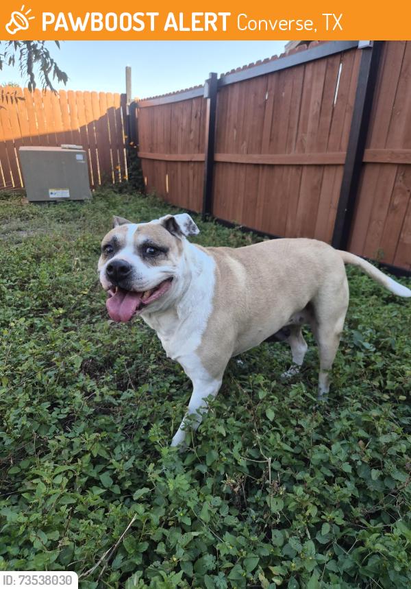 Found/Stray Female Dog last seen Boatman pier and Hanover CV, Converse, TX 78109