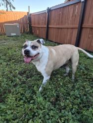 Found/Stray Female Dog last seen Boatman pier and Hanover CV, Converse, TX 78109