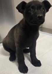 Shelter Stray Female Dog last seen S Cornelia Ave & Church Ave, Fresno Zone Fresno CO 1A 93706, CA, 1510 W Dan Ronquillo Dr, Fresno, CA 93706, USA