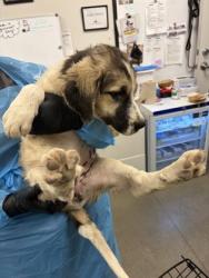Shelter Stray Female Dog last seen W Cerini Ave & S Brawley Ave, Riverdale Zone Fresno CO 1B 93656, CA, 1510 W Dan Ronquillo Dr, Fresno, CA 93706, USA