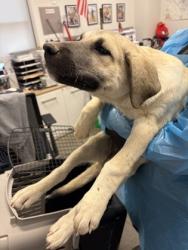 Shelter Stray Female Dog last seen W Cerini Ave & S Brawley Ave, Riverdale Zone Fresno CO 1B 93656, CA, 1510 W Dan Ronquillo Dr, Fresno, CA 93706, USA