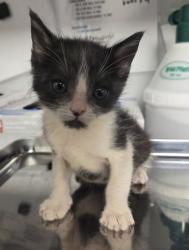 Shelter Stray Male Cat last seen S Cedar Ave & E Manning Ave, Fresno Zone Fresno CO 1A 93725, CA, 1510 W Dan Ronquillo Dr, Fresno, CA 93706, USA