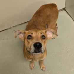 Shelter Stray Female Dog last seen Near HOWELL RD, Valdosta-31601, GA, 337 Gil Harbin Industrial Blvd, Valdosta, GA 31601, USA