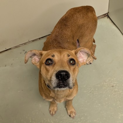 Shelter Stray Female Dog last seen Near HOWELL RD, Valdosta-31601, GA, 337 Gil Harbin Industrial Blvd, Valdosta, GA 31601, USA