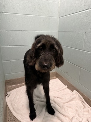 Shelter Stray Unknown Dog last seen Union Chapel Rd/Greenfield Ave, Noblesville City, IN, 10501 Hague Rd, Fishers, IN 46038, USA