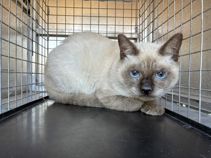 Shelter Stray Male Cat last seen Near blk woodland- KN, KENNEDALE, TX, 3961 Bluebell Dr, Everman, TX 76140, USA