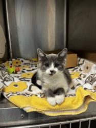 Shelter Stray Female Cat last seen Rocky Ridge Dr & Lead Hill Blvd, Roseville City, CA, 200 Tahoe Ave, Roseville, CA 95678, USA