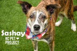 Shelter Stray Female Dog last seen Eastern Ave & Raytown Rd, KCMO, 64129, 64129, MO, 7077 Elmwood Ave, Kansas City, MO 64132, USA