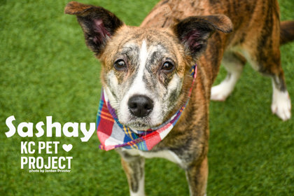 Shelter Stray Female Dog last seen Eastern Ave & Raytown Rd, KCMO, 64129, 64129, MO, 7077 Elmwood Ave, Kansas City, MO 64132, USA