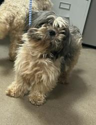Shelter Stray Male Dog last seen Near John B White Sr Blvd, CITY, SC, 150 Dexter Rd, Spartanburg, SC 29303, USA