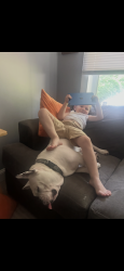 Lost Male Dog last seen Putnam and Farris, High Point, NC 27262