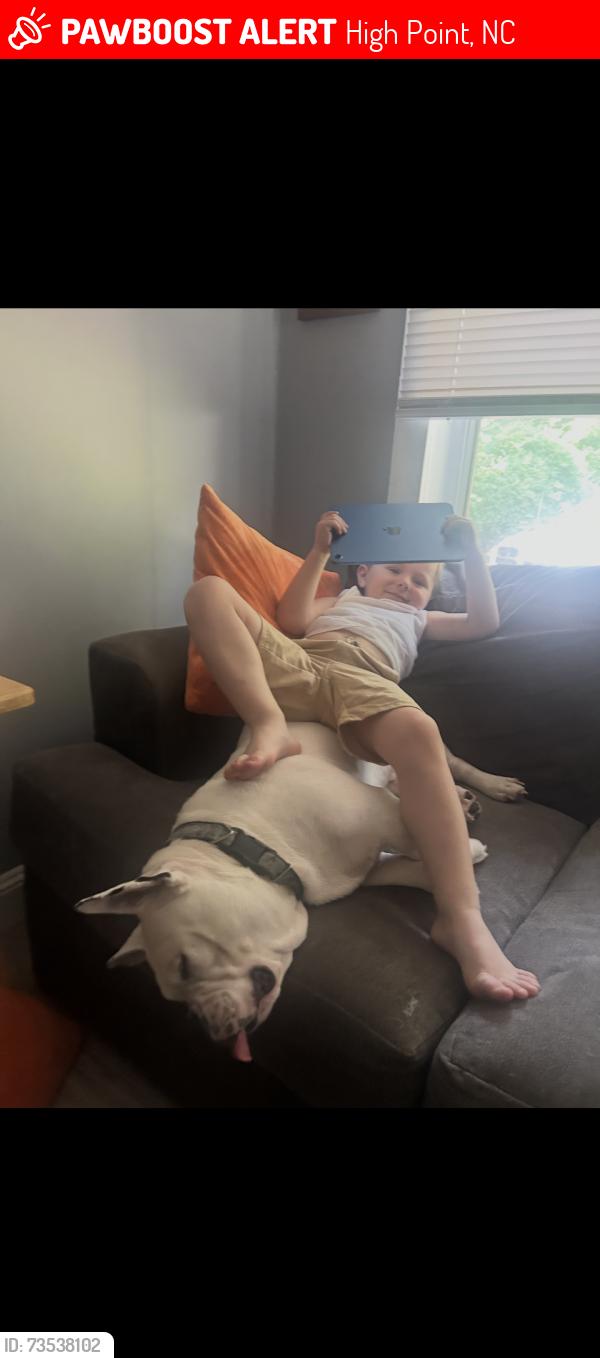 Lost Male Dog last seen Putnam and Farris, High Point, NC 27262