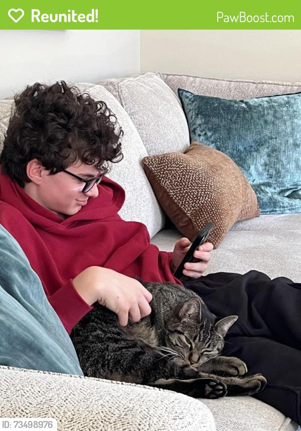 Reunited Male Cat last seen Whisker St and Berryhill Drive, London, ON N5X 4L4
