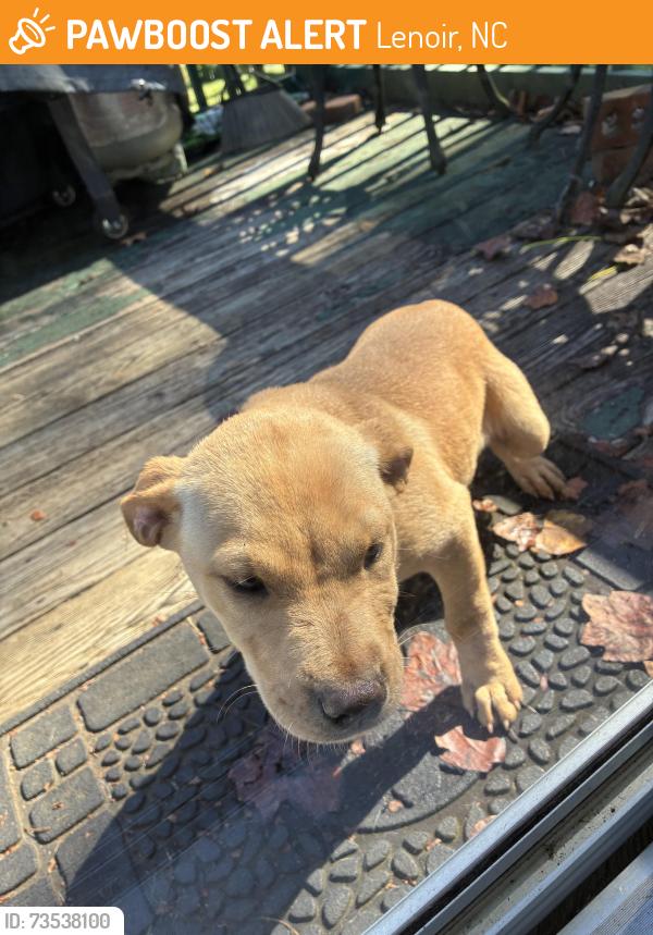 Found/Stray Female Dog last seen Between Smokey Creek and Tumbleweed Road, Lenoir, NC 28645