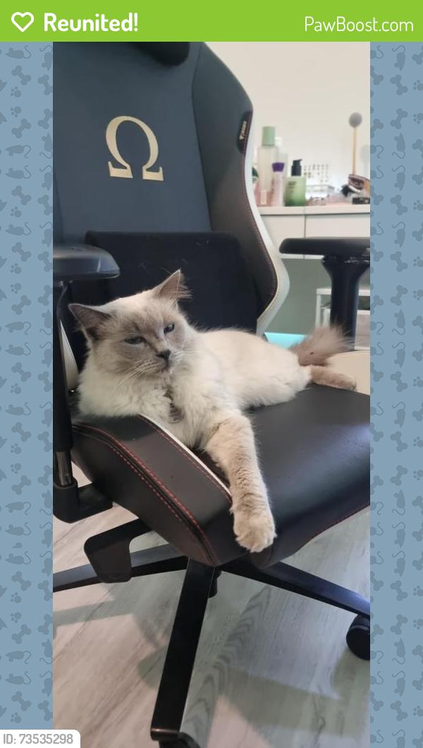 Reunited Male Cat last seen Opposite Discovery Park Braybrook, Maidstone, VIC 3012