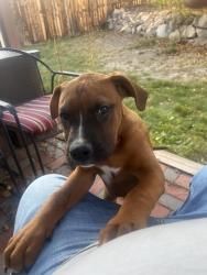 Lost Male Dog last seen Baldwin park, Castle Rock, CO 80104
