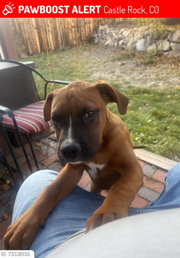 Lost Male Dog last seen Baldwin park, Castle Rock, CO 80104