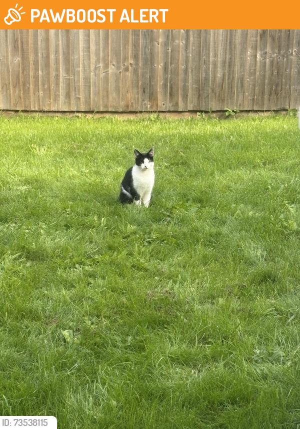 Found/Stray Unknown Cat last seen Near Edwalton new build area., Edwalton, England NG12 4HR