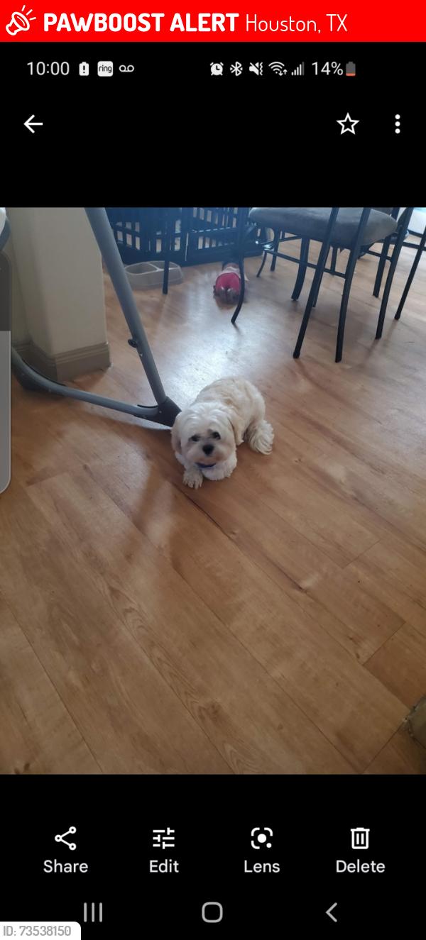 Lost Male Dog last seen Remington ranch, Houston, TX 77073