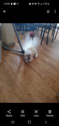 Lost Male Dog last seen Remington ranch, Houston, TX 77073