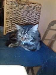 Lost Male Cat last seen Melissa Way, Pakenham, VIC 3810