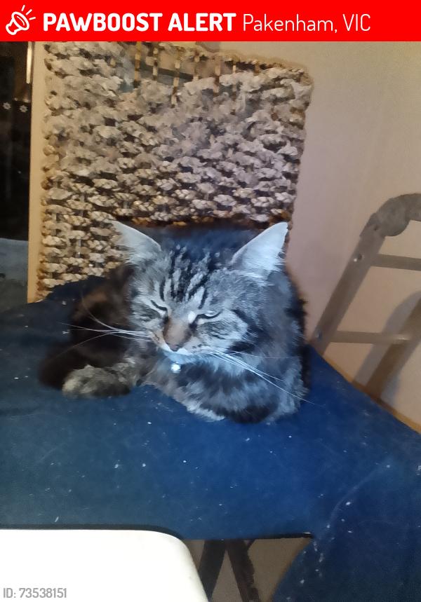 Lost Male Cat last seen Melissa Way, Pakenham, VIC 3810