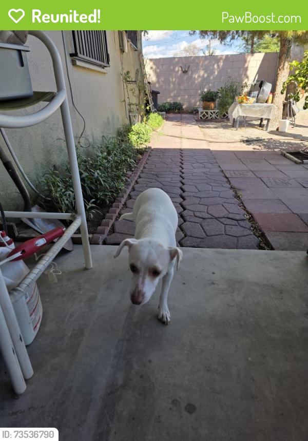 Reunited Male Dog last seen Eastern and Bonanza, Las Vegas, NV 89101