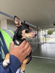 Found/Stray Female Dog last seen Riverbank language academy, Riverbank, CA 95367