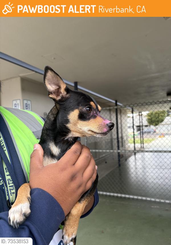 Found/Stray Female Dog last seen Riverbank language academy, Riverbank, CA 95367