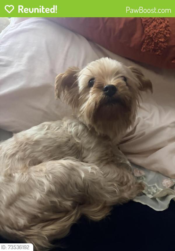 Reunited Female Dog last seen Near Oak st, Painesville, OH 44077