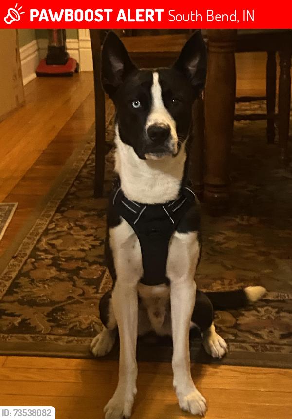 Lost Male Dog last seen W Marion St by Franks Place and Portage School of Leaders. N Lafayette Blvd by Taco Bell also N William St and Lincoln Way W., South Bend, IN 46601