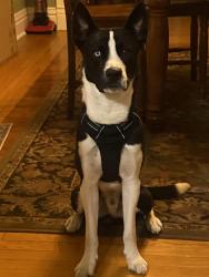 Lost Male Dog last seen W Marion St by Franks Place and Portage School of Leaders. N Lafayette Blvd by Taco Bell also N William St and Lincoln Way W., South Bend, IN 46601