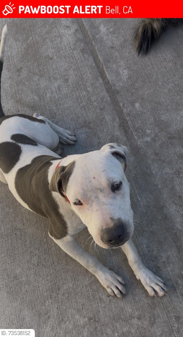 Lost Female Dog last seen Otis and Florence, Bell, CA 90201