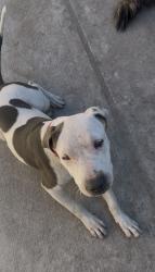 Lost Female Dog last seen Otis and Florence, Bell, CA 90201
