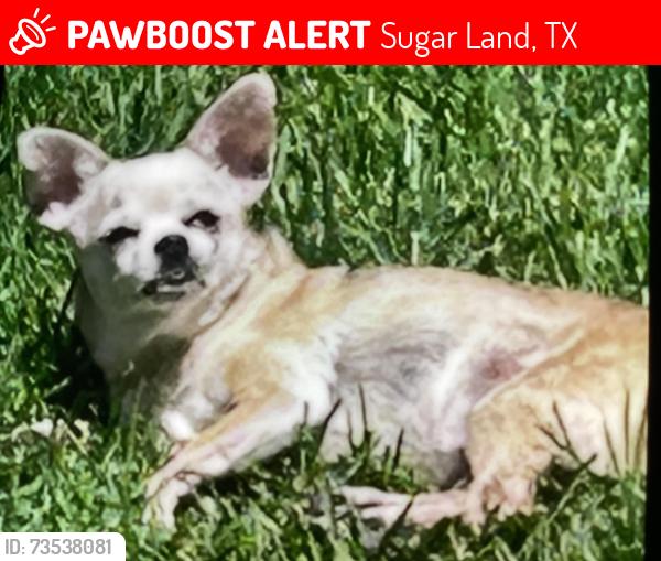 Lost Female Dog last seen Pheasant creek dr and FM 1464, Sugar Land, TX 77498