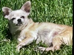 Lost Female Dog last seen Pheasant creek dr and FM 1464, Sugar Land, TX 77498