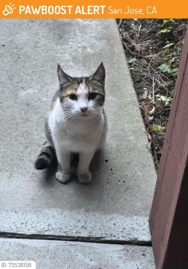Found/Stray Female Cat last seen Moorpark x Enborg Ln, San Jose, CA 95128