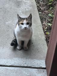 Found/Stray Female Cat last seen Moorpark x Enborg Ln, San Jose, CA 95128