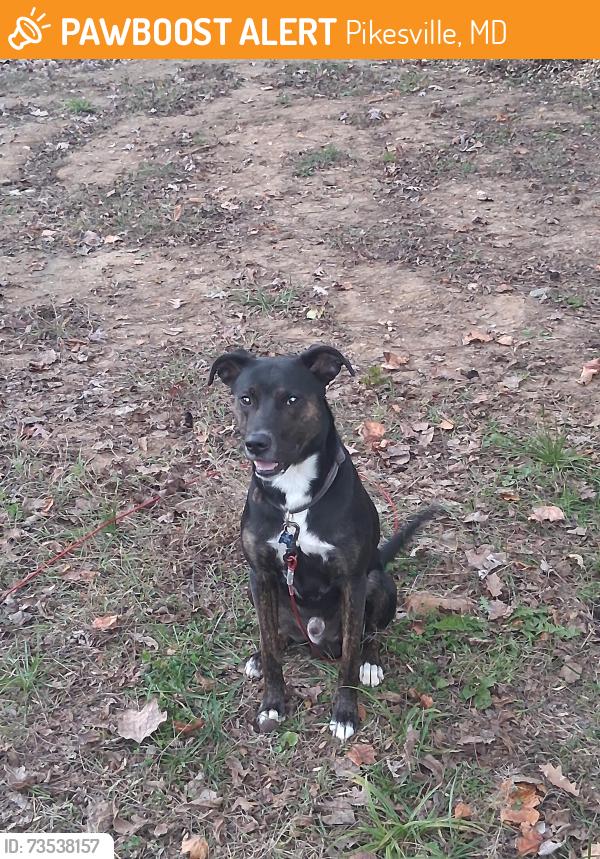 Found/Stray Male Dog last seen Campfield road, Pikesville, MD 21207