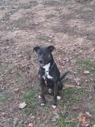 Found/Stray Male Dog last seen Campfield road, Pikesville, MD 21207